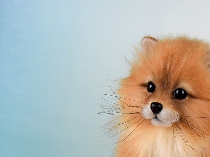 Pomeranian puppy Amber